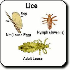Blog question and answer - Lice photo