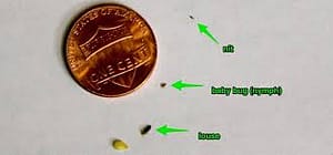 head lice size chart