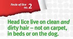 Facts about head lice