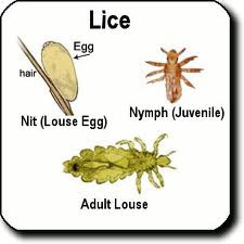 Lice photo showing size comparison of nit to nymph to adult louse.